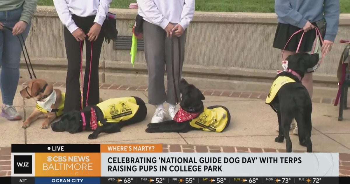 You can celebrate National Guide Dog Day by helping raise them! Here's