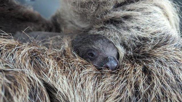 linnes-two-toed-sloth-pup.jpg 