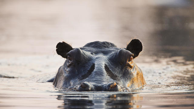 Close up of hippo at water level, sunset 