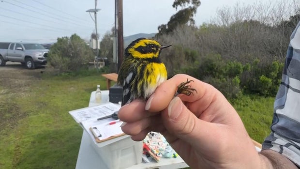 Wildlife tracking program