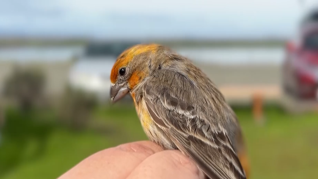 Wildlife tracking program