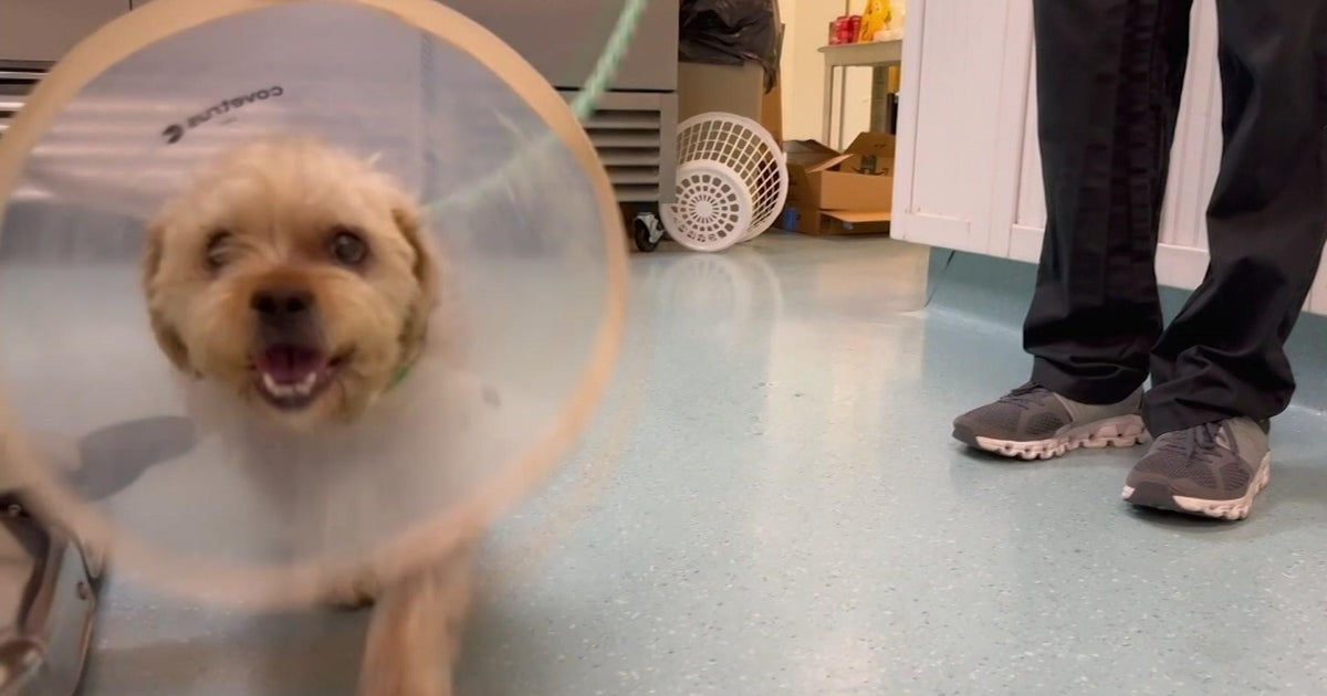 Dog scratching or scooting? Here’s what you can do about it Dog scratching or scooting? Here’s what you can do about it