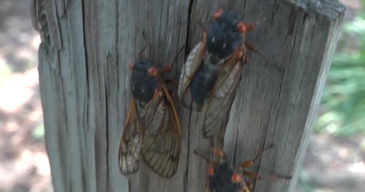 Trillions Of Cicadas Emerge Across U.S. – Breaking Now Minnesota