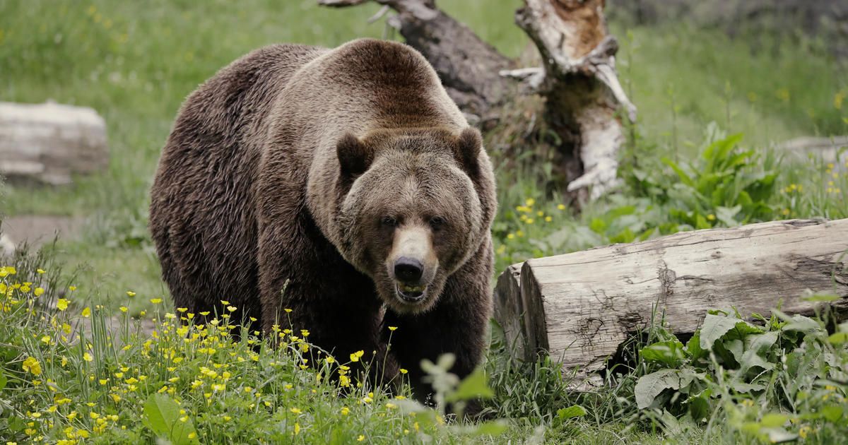 Grizzly bears to be restored to Washington's North Cascades, where "direct killing by humans" largely wiped out population