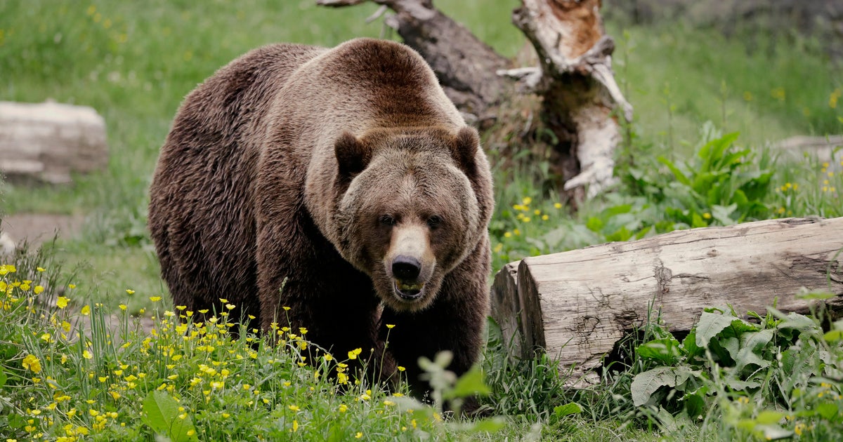 Surprise attack by grizzly leads to closure of a Grand Teton National Park mountain CBS News Surprise attack by grizzly leads to closure of a Grand Teton National Park mountain CBS News