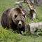 Attack by grizzly leads to closure of a Grand Teton National Park mountain