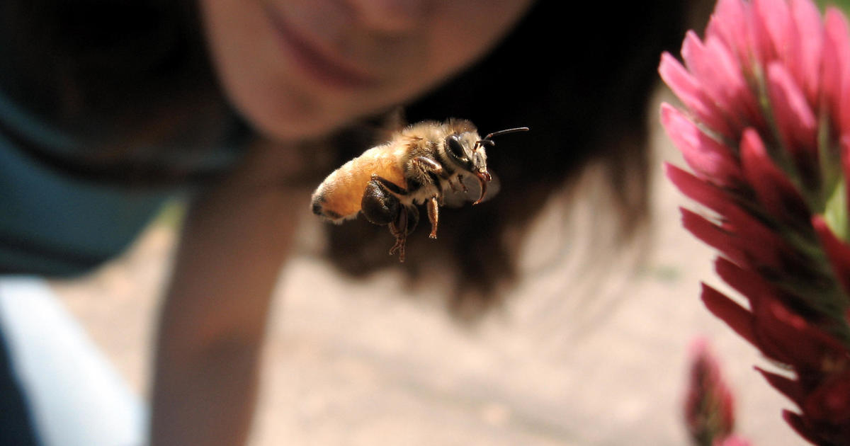 Пчели Тези сладки но досадни насекоми обичат да излизат от