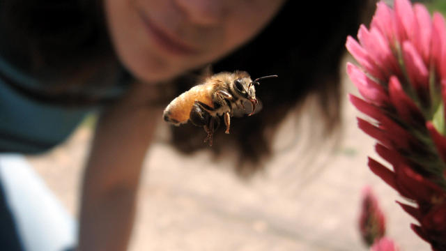 Honeybee 