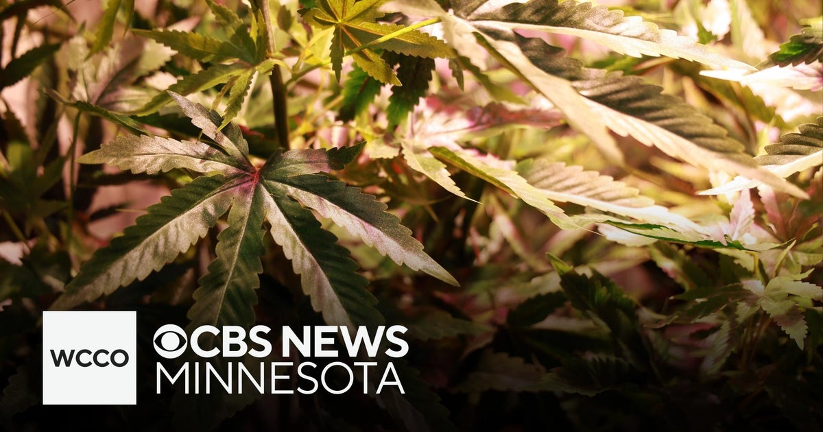 Cannabis venders flock to Minneapolis 