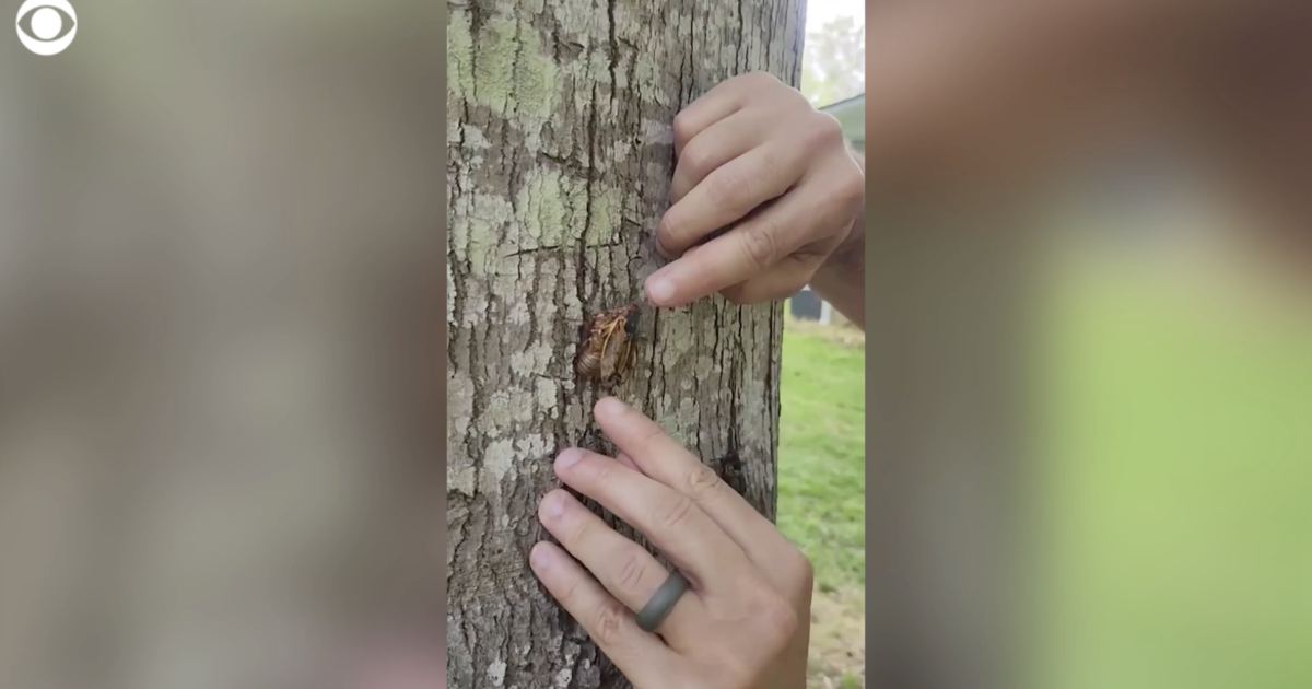 Videos show where cicadas have already emerged in the U.S.