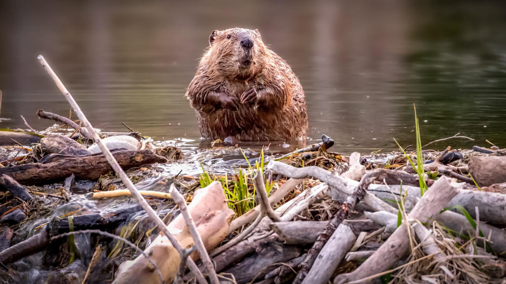 Why beavers are essential to improving the climate and preventing
wildfires