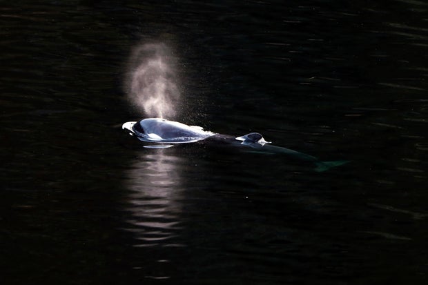 CANADÁ-ORCA ATRAPADA