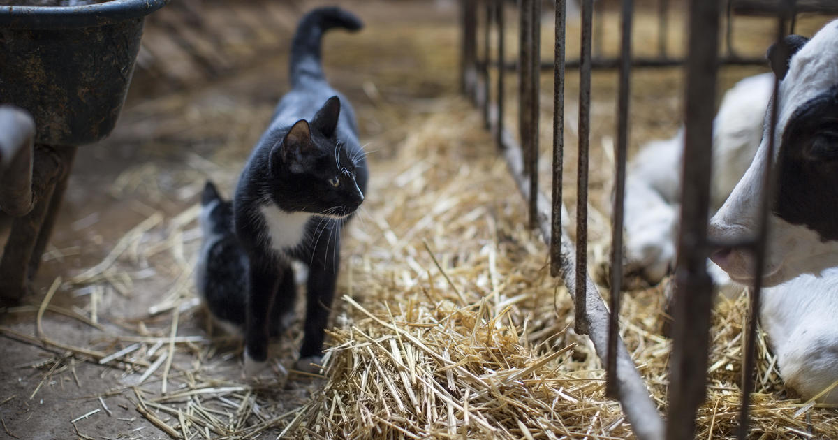 Cats died after drinking raw milk from bird flu-infected cows