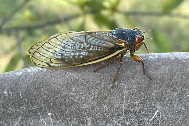 Cicadas 