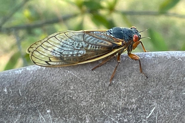 Cicadas