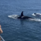Rare white killer whale nicknamed "Frosty" spotted off California coast