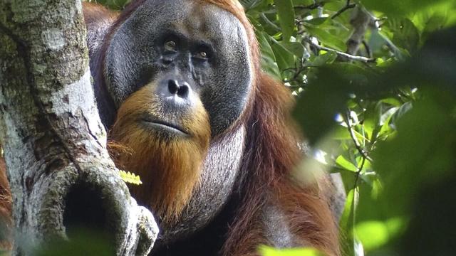  
In a first, an orangutan is seen using a medicinal plant to treat injury 
Researchers say an orangutan appeared to treat a wound with medicine from a tropical plant. 
1H ago