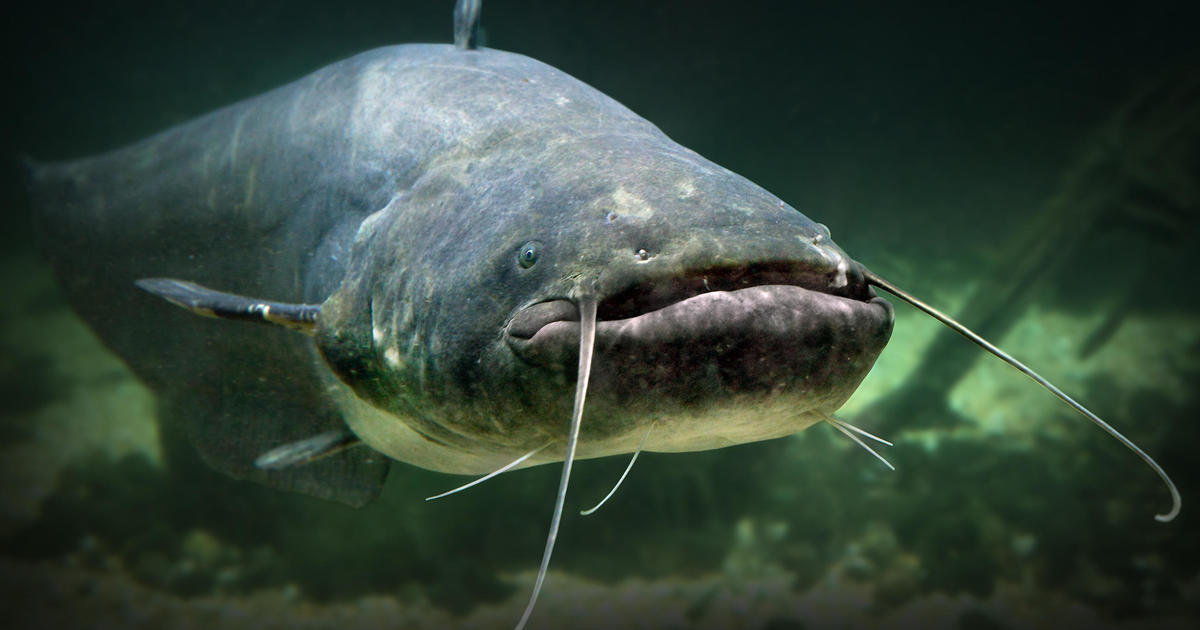 "Monster" catfish named Scar reeled in by amateur fisherman may break a U.K. record