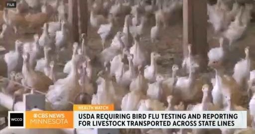 Experts watching for signs of bird flu in Minnesota - CBS Minnesota