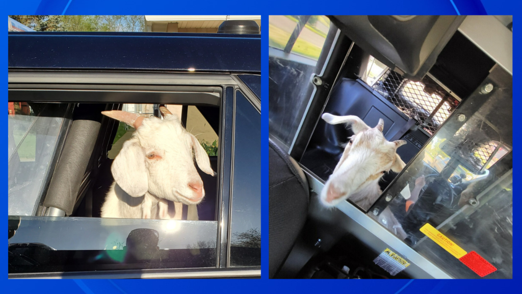 Michigan authorities wrangle "rogue goats" into back of police cars