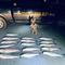 After striped bass poachers busted, New York alters fishing rules