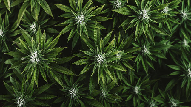 Beautiful green leaves of marijuana close up 