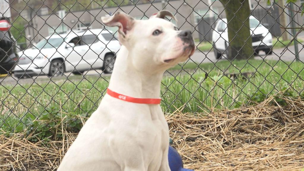 Adoption campaign underway at Detroit Animal Care and Control before
move to new building