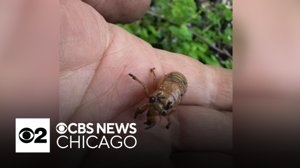 Cicada found by CBS Chicago viewer in Des Plaines