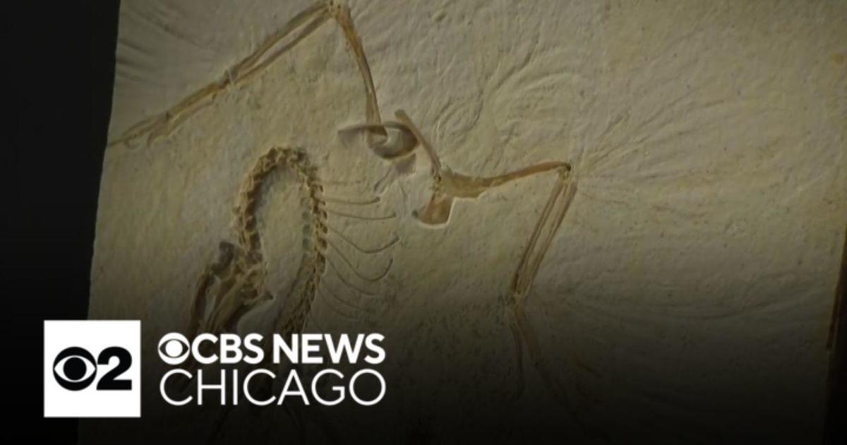 Chicago’s Field Museum unveils fossil of first-known bird