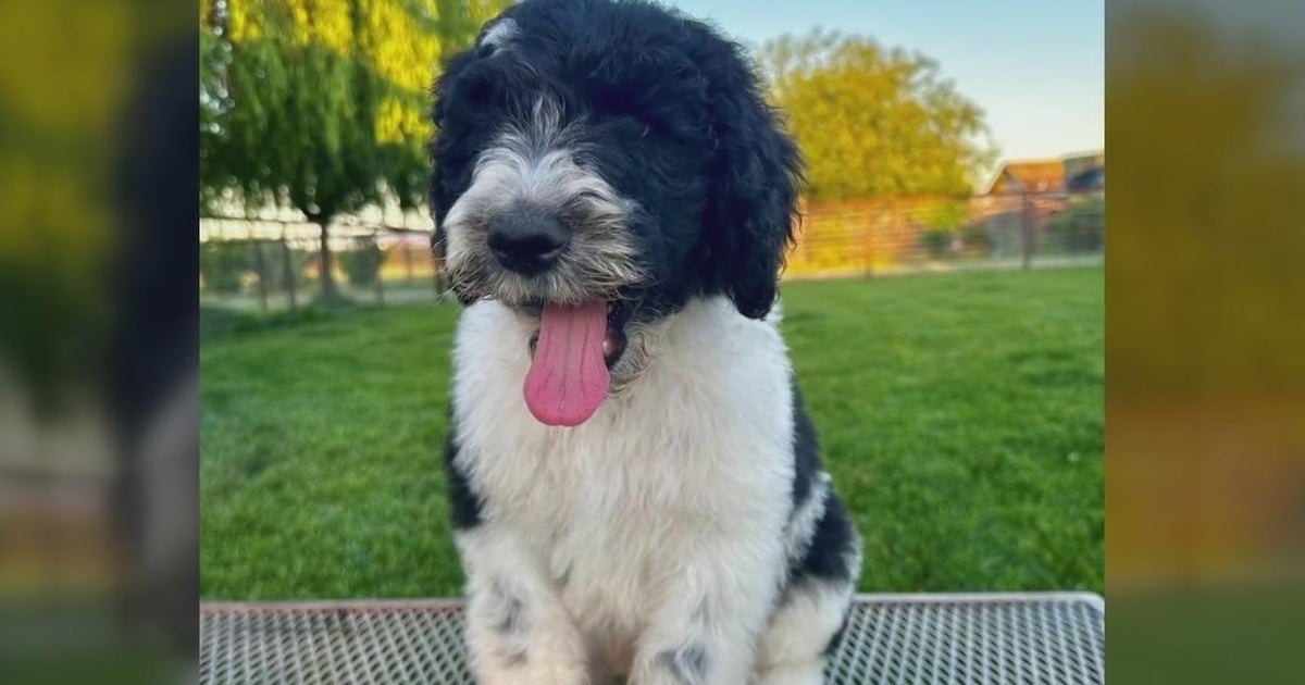 There is pushback in Modesto obver a new police pup