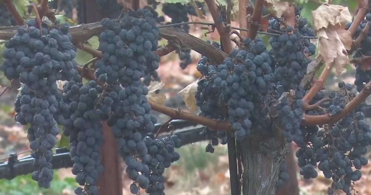 洋書 Beyond The Grapes: Napa Valley Beyond the Grapes: An Inside Look at Napa Valley by Berger