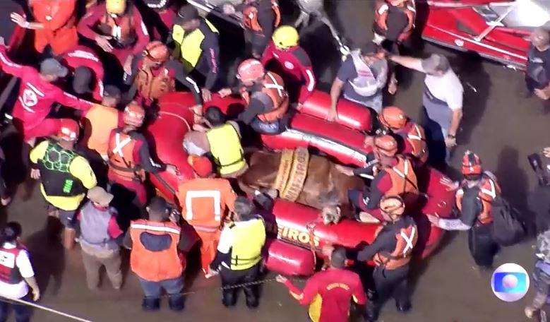 Caramelo the horse rescued from a rooftop amid Brazil floods in a boost ...