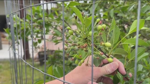 SE Michigan fruit farm loses thousands of dollars in cherry crop due to spring weather 