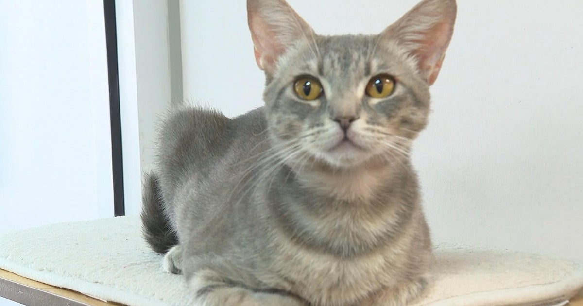 Tips for strengthening your bond with your cat | Pet Project