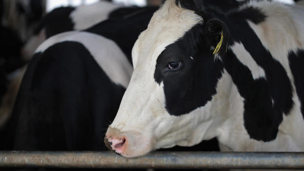 Trump Highlights U.S. Dairy Farmers Hurt By Canadian Tariffs 
