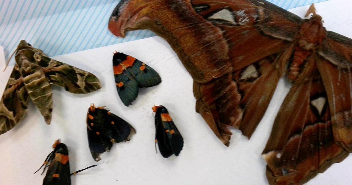 Philadelphia Customs officers intercept package containing 60 dead butterflies