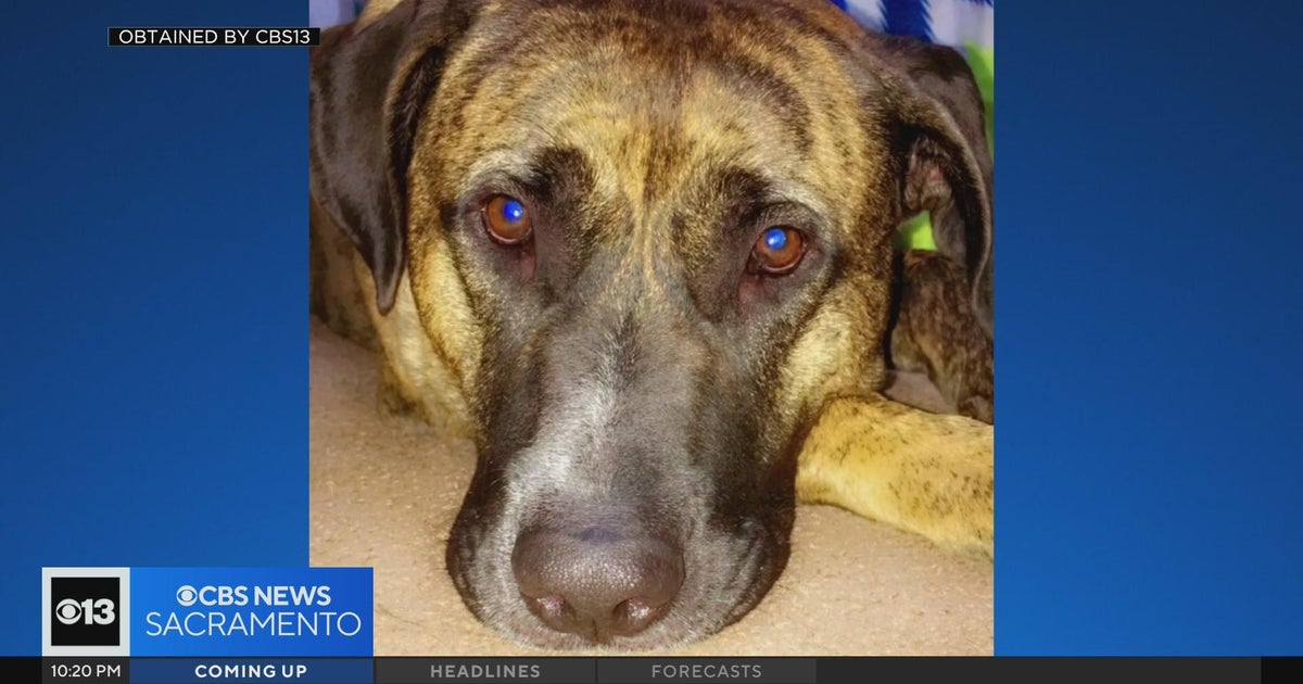 Family dog killed by police officer during encounter in Auburn