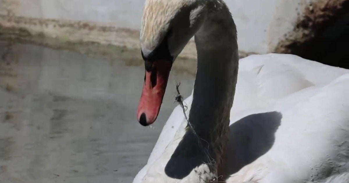 Swan euthanized after fishing line fiasco in El Dorado County. Experts urge caution.