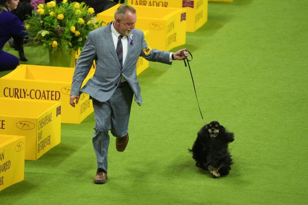 Micah 148th Annual Westminster Kennel Club Dog Show - Best In Show