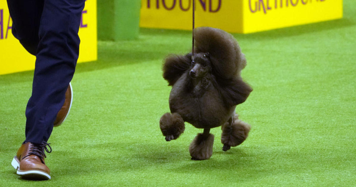 Sage, a miniature poodle, wins the Westminster Dog Show