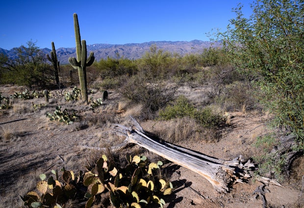 US-SCIENCE-NATURE-ENVIRONMENT-SAGUARONP