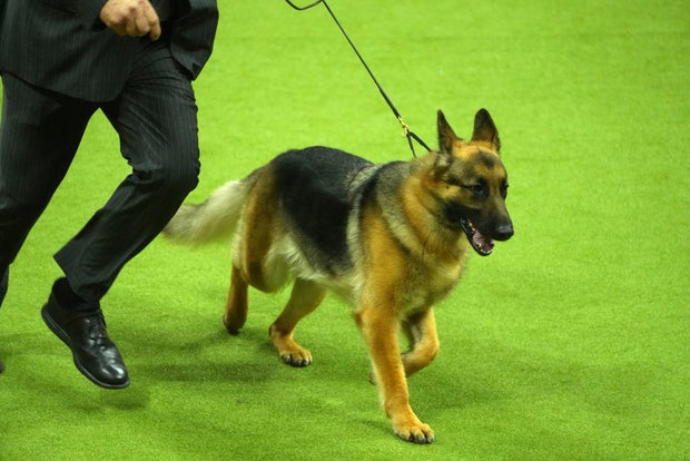 Mercedes Westminster Dog Show