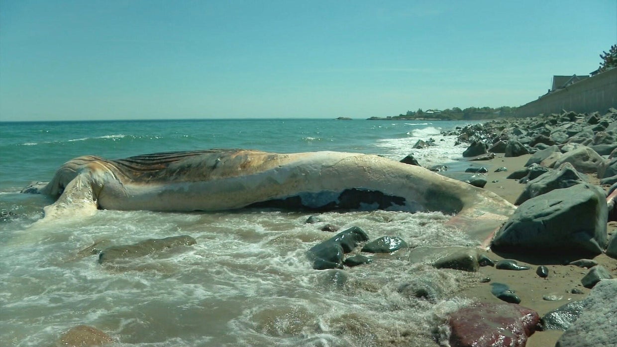 whale1.jpg 