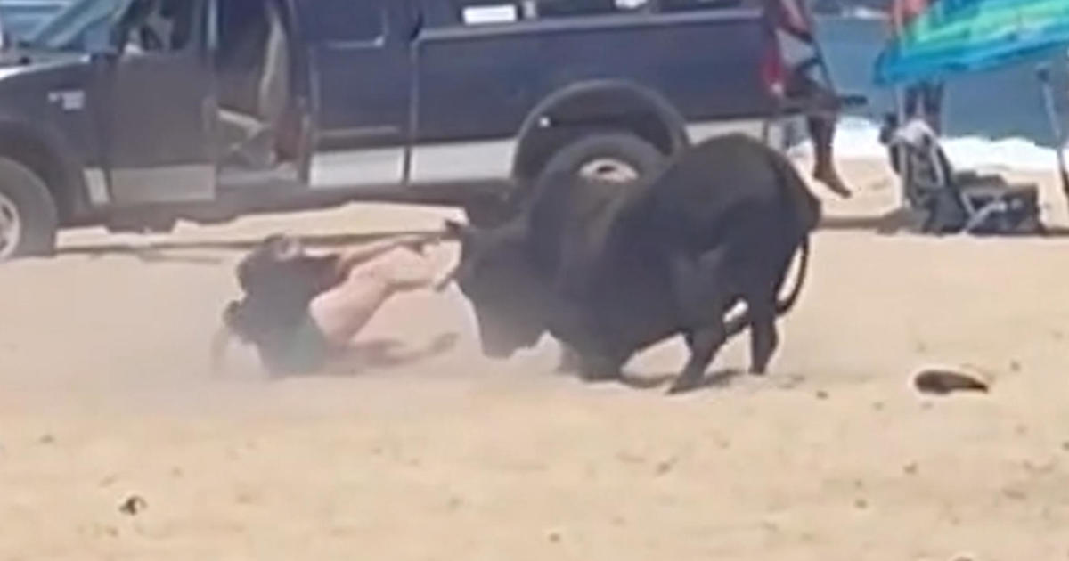 Woman Attacked by Wild Bull on Mexican Beach: Ignoring Warnings Leads to Dangerous Encounter