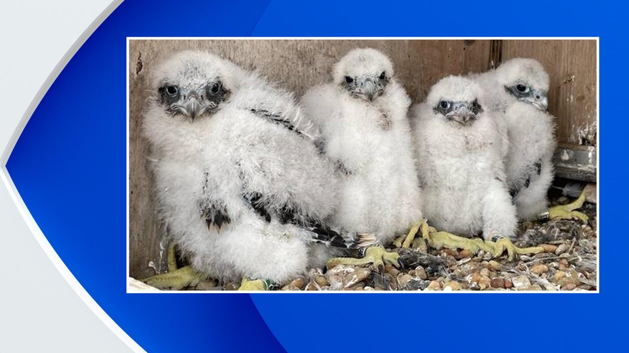 Are Peregrine Falcons In New York City? – TJJVCB