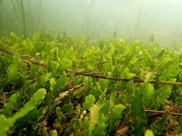 Emergency Declared At Port of San Diego, Invasive Seaweed Found in Bay