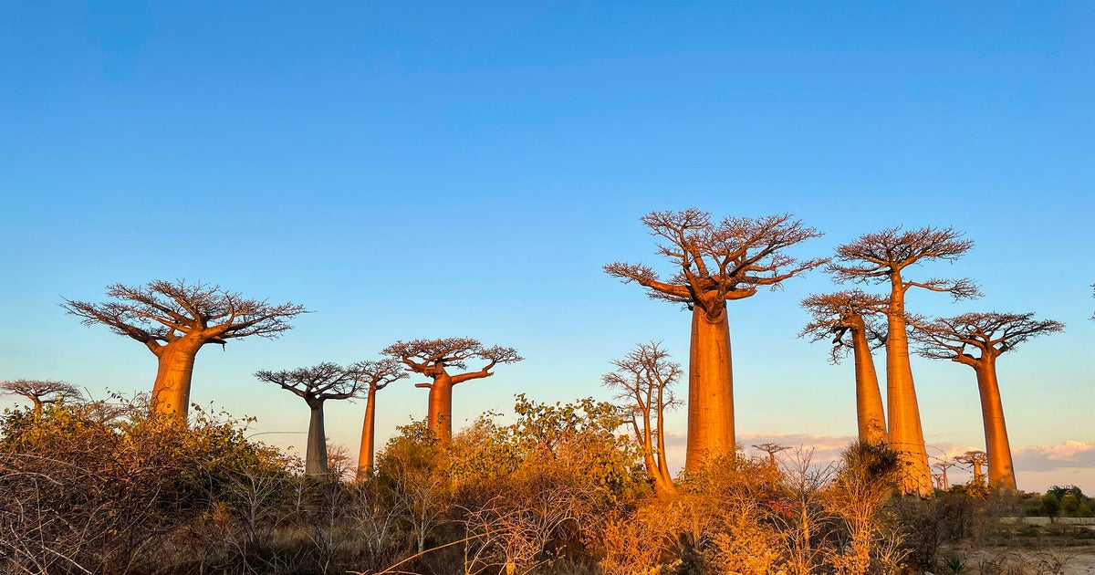 Mysterious origin of the tree of life revealed as some of the species is just decades from extinction  CBS News Mysterious origin of the tree of life revealed as some of the species is just decades from extinction  CBS News