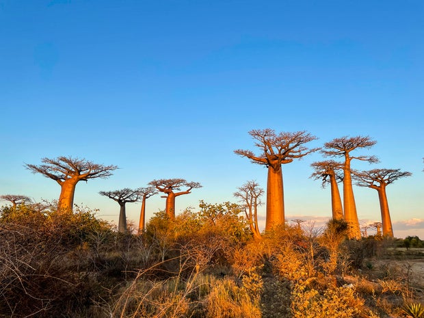 Madagascar, Avenue of the Baobabs