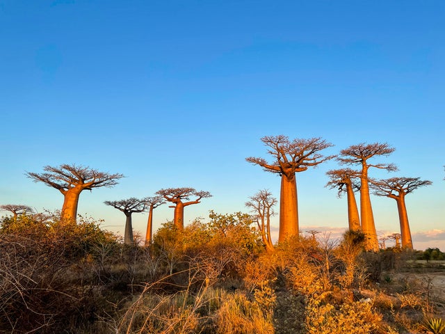 Madagascar, Avenue of Baobabs 