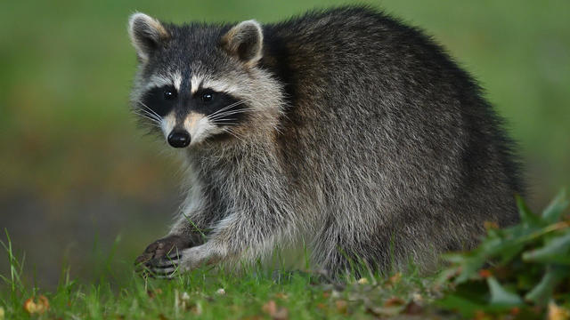 Raccoon cupping hands in an area with grass and leaves 